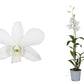 Singapore Orchid | Various Colours