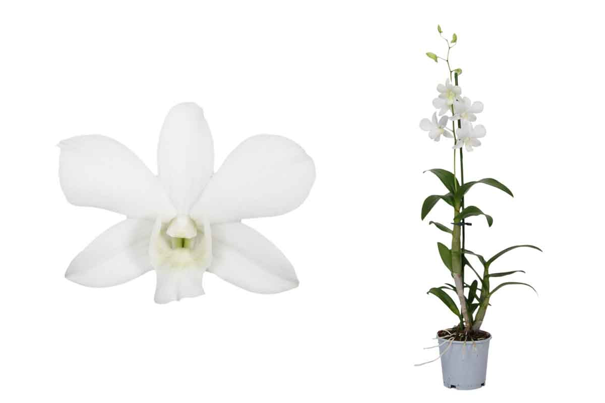 Singapore Orchid | Various Colours