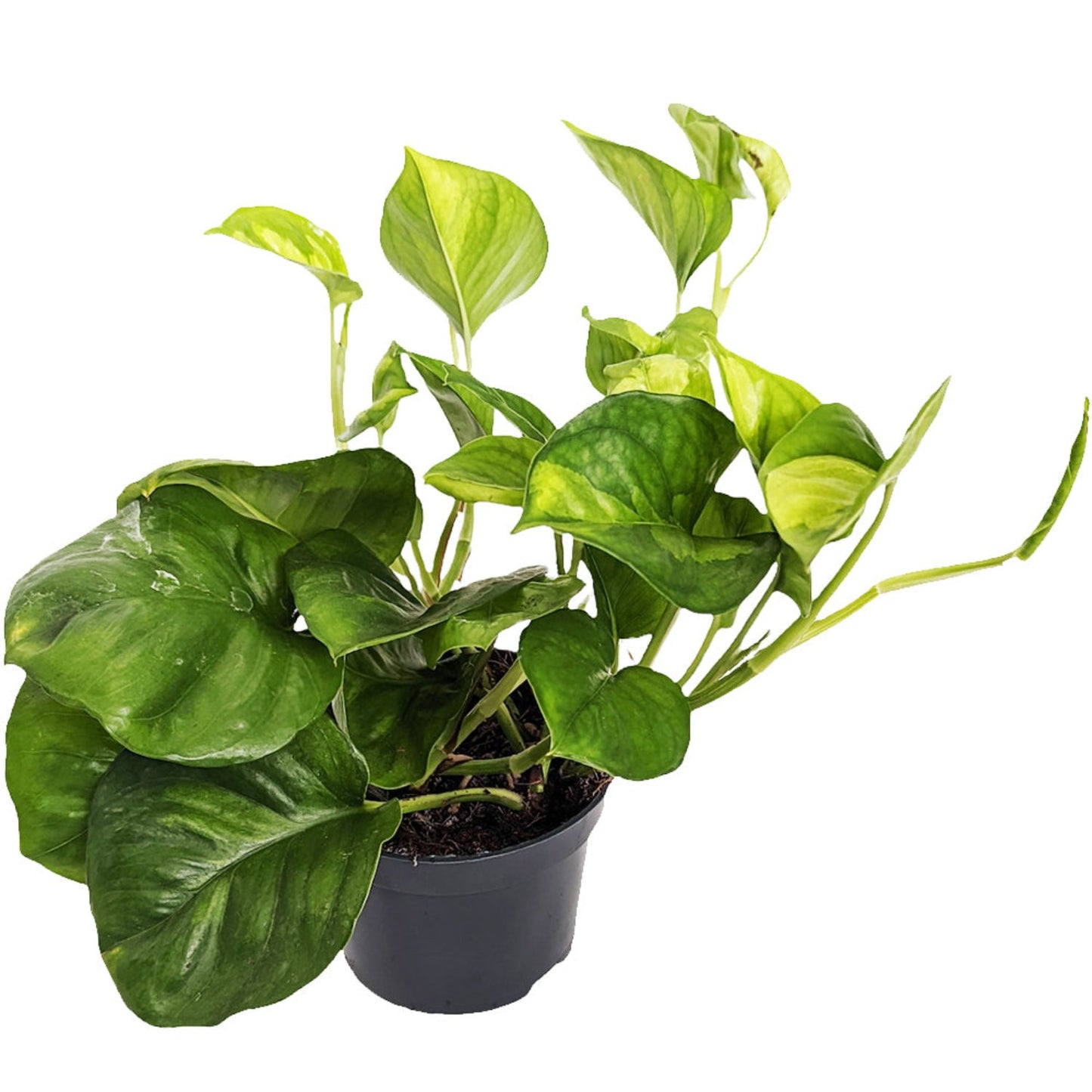 Devil's Ivy | Global Green