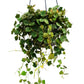 Wax Plant | King & Queen