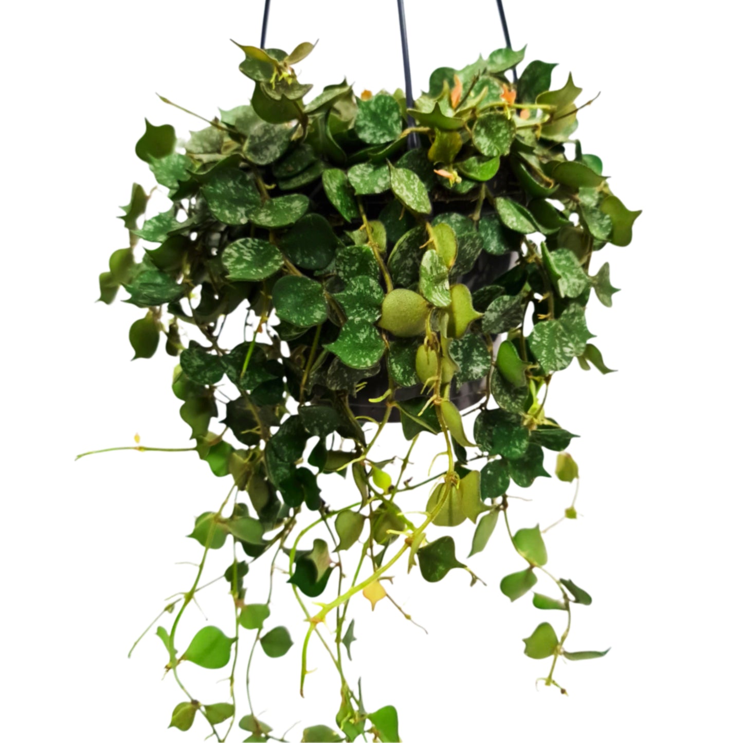Wax Plant | King & Queen