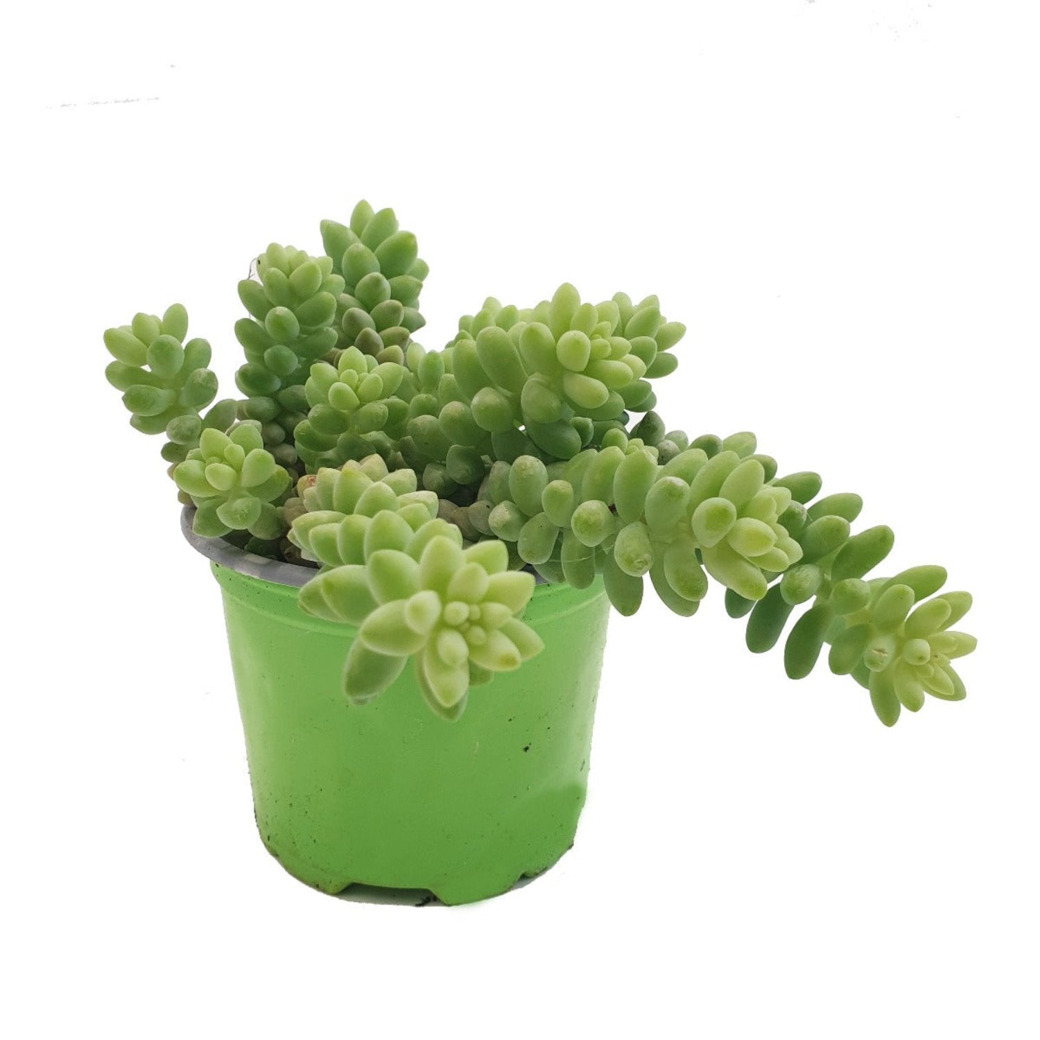 is donkey tail succulent poisonous Donkey's Tail