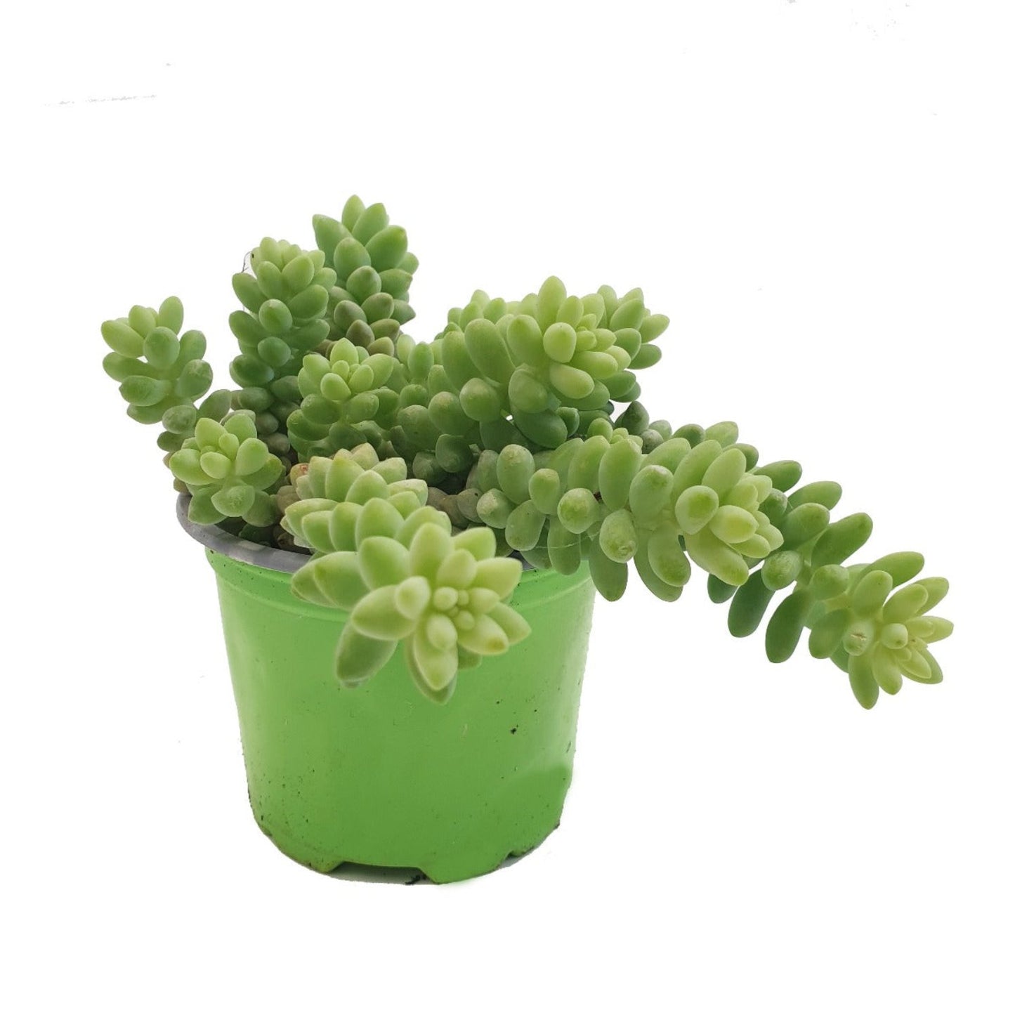 Donkey's Tail | Burrito