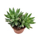 Donkey's Tail | Morgan
