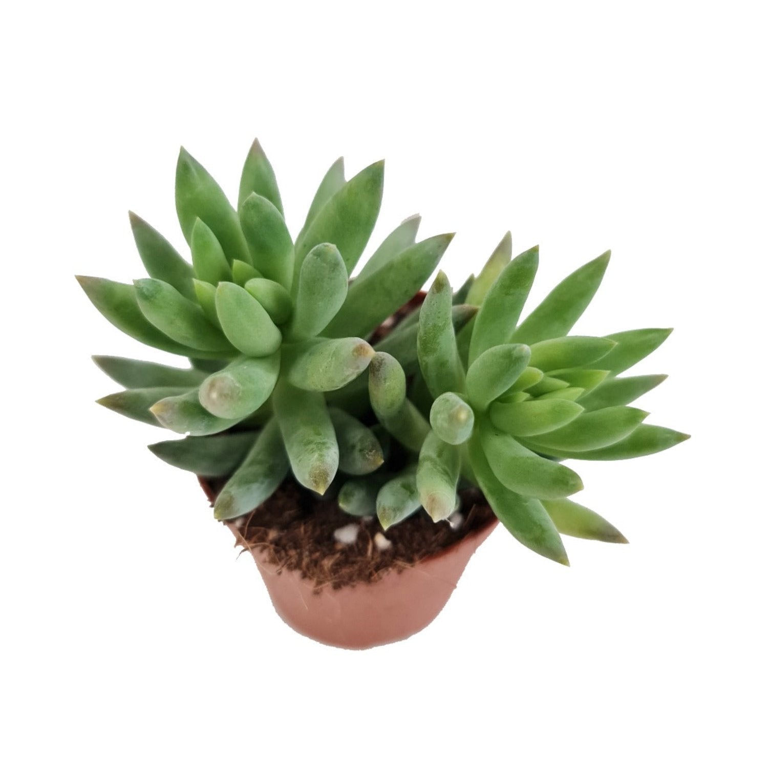 Donkey's Tail | Morgan