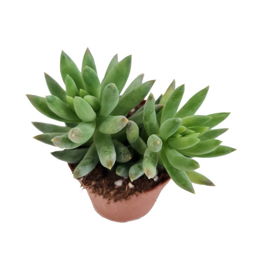 Donkey's Tail | Morgan | Potted Houseplants