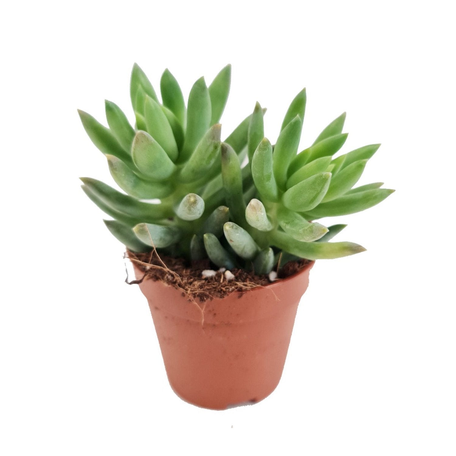 Donkey's Tail | Morgan