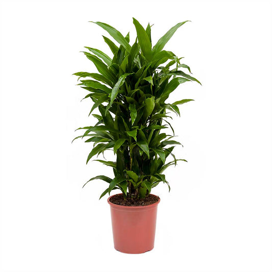 Palm | Janet Craig | Potted Houseplants