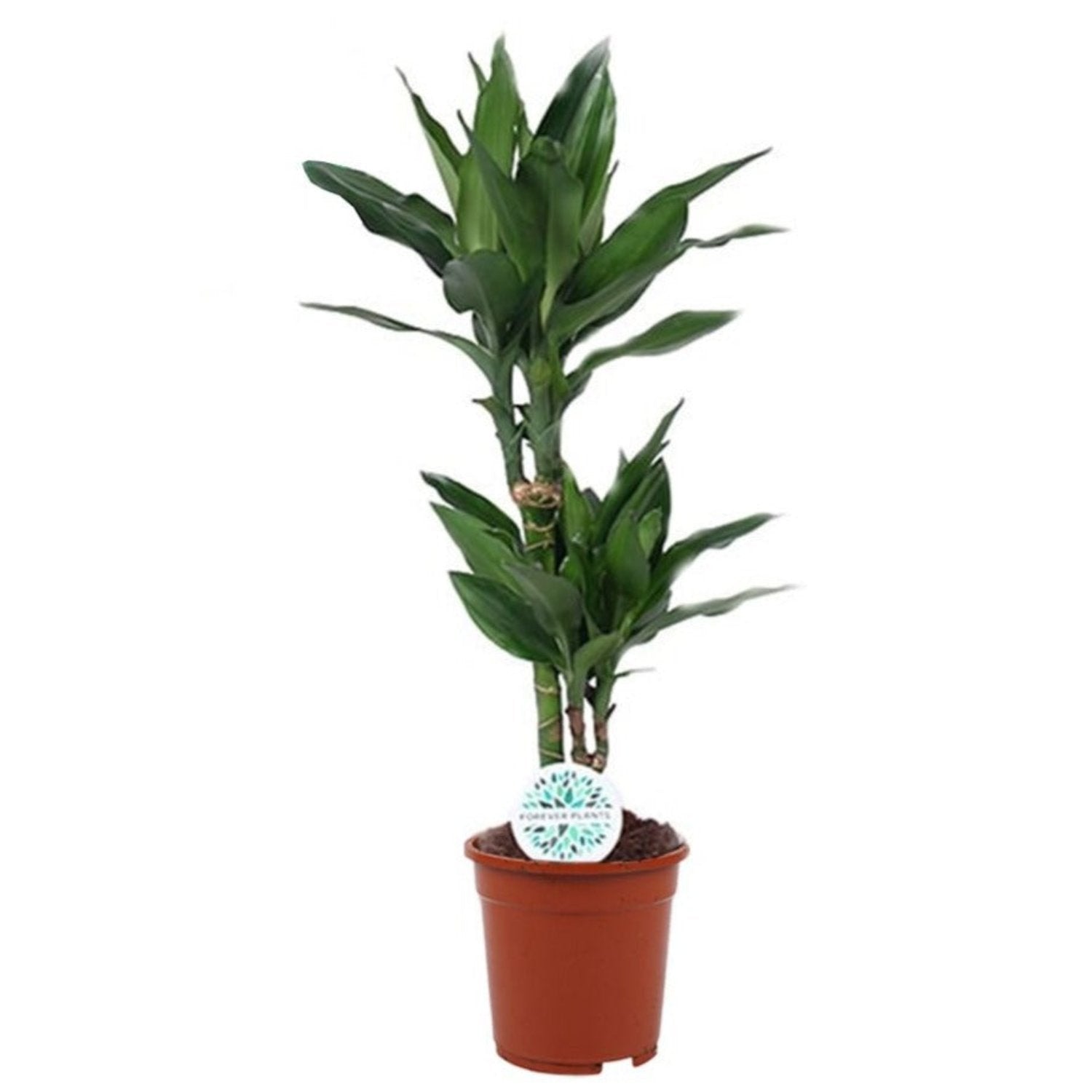 dracaena steudneri care Madagascar Dragon Tree