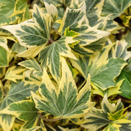 English Ivy | Yellow Ripple | Potted Houseplants
