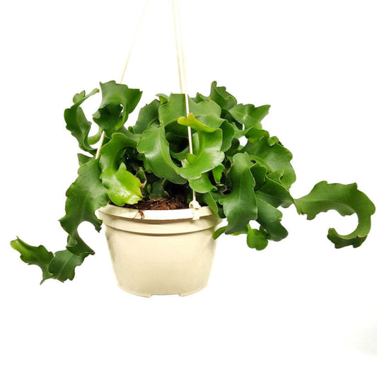 Curly Locks Orchid Cactus | Pet Safe Plants