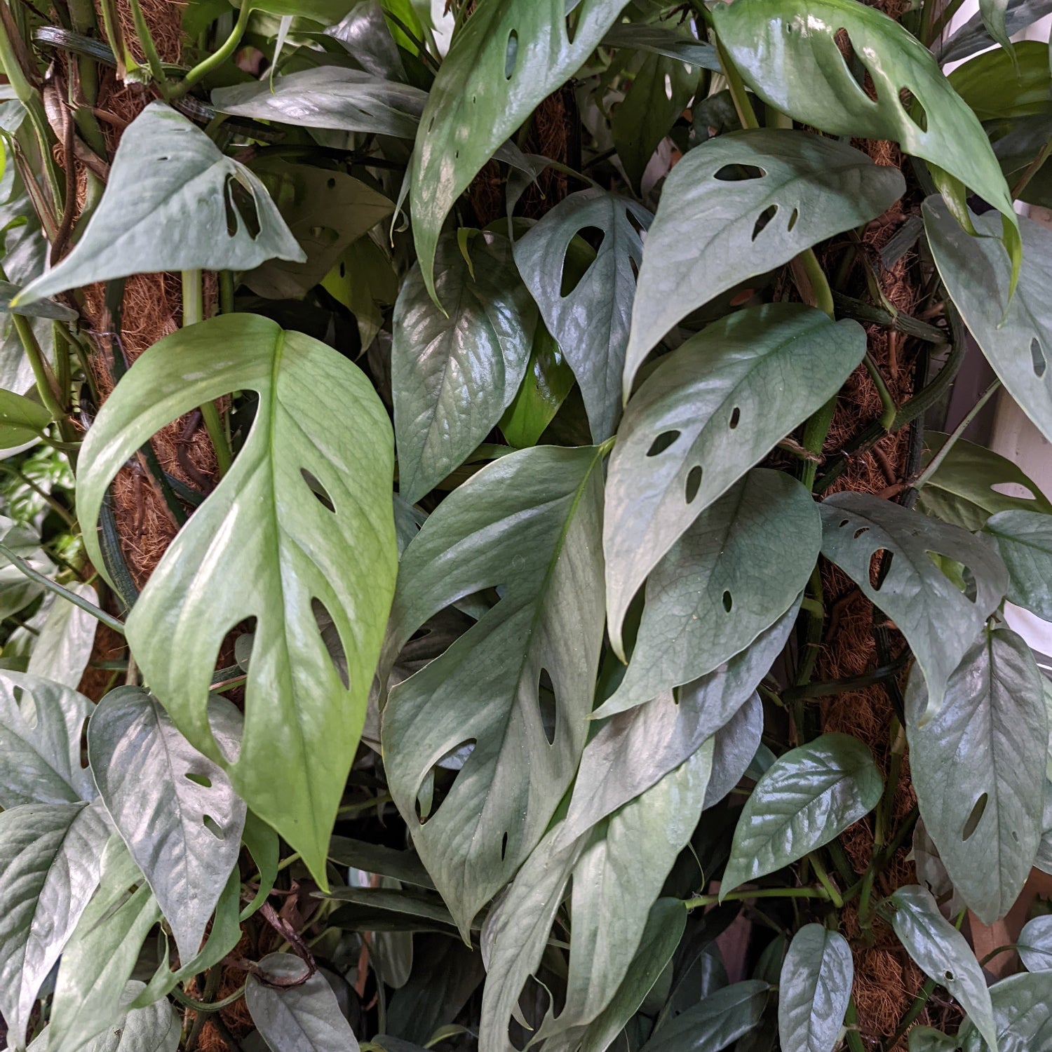 philodendron cebu blue epipremnum pinnatum Blue Pothos