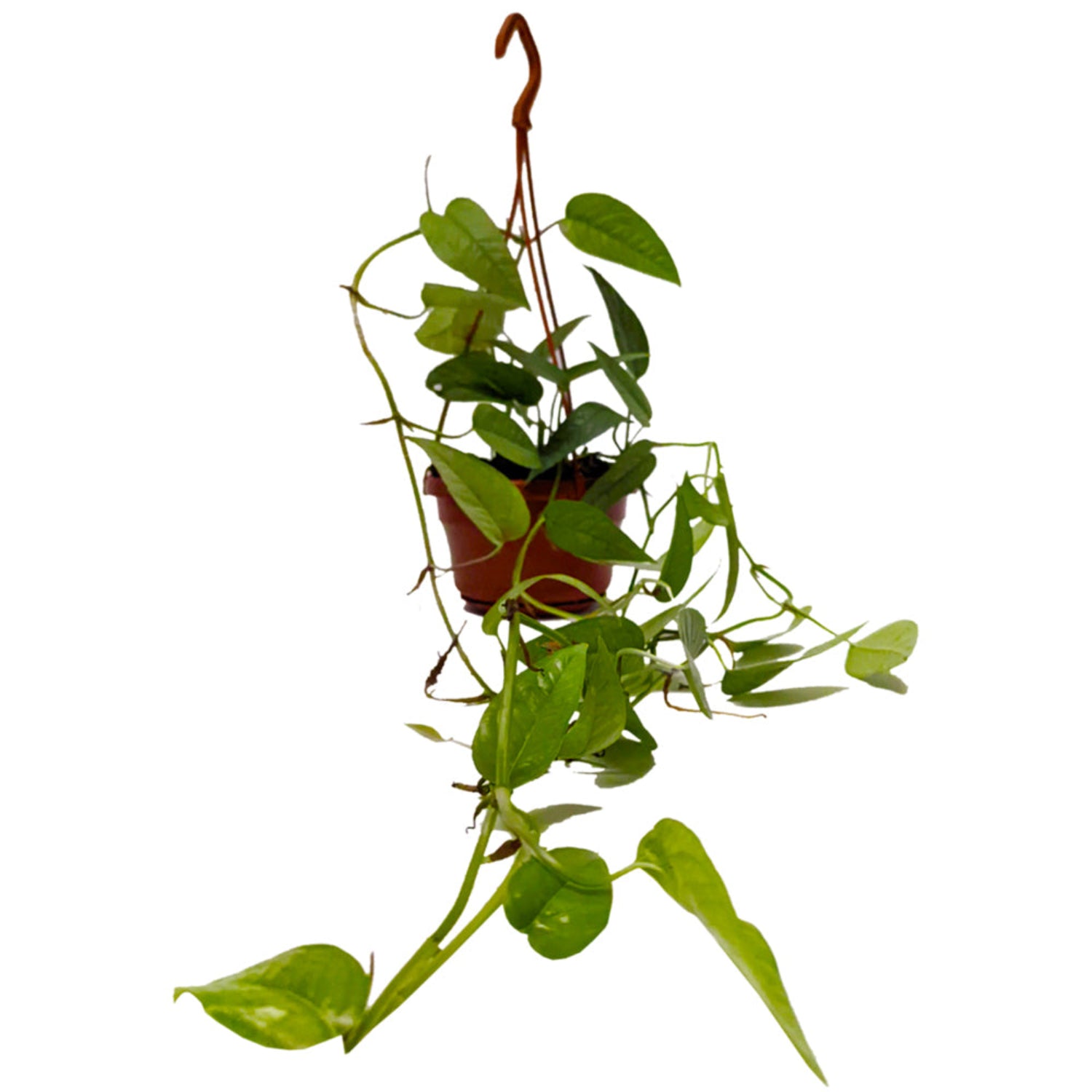 Blue Pothos | Cebu Blue