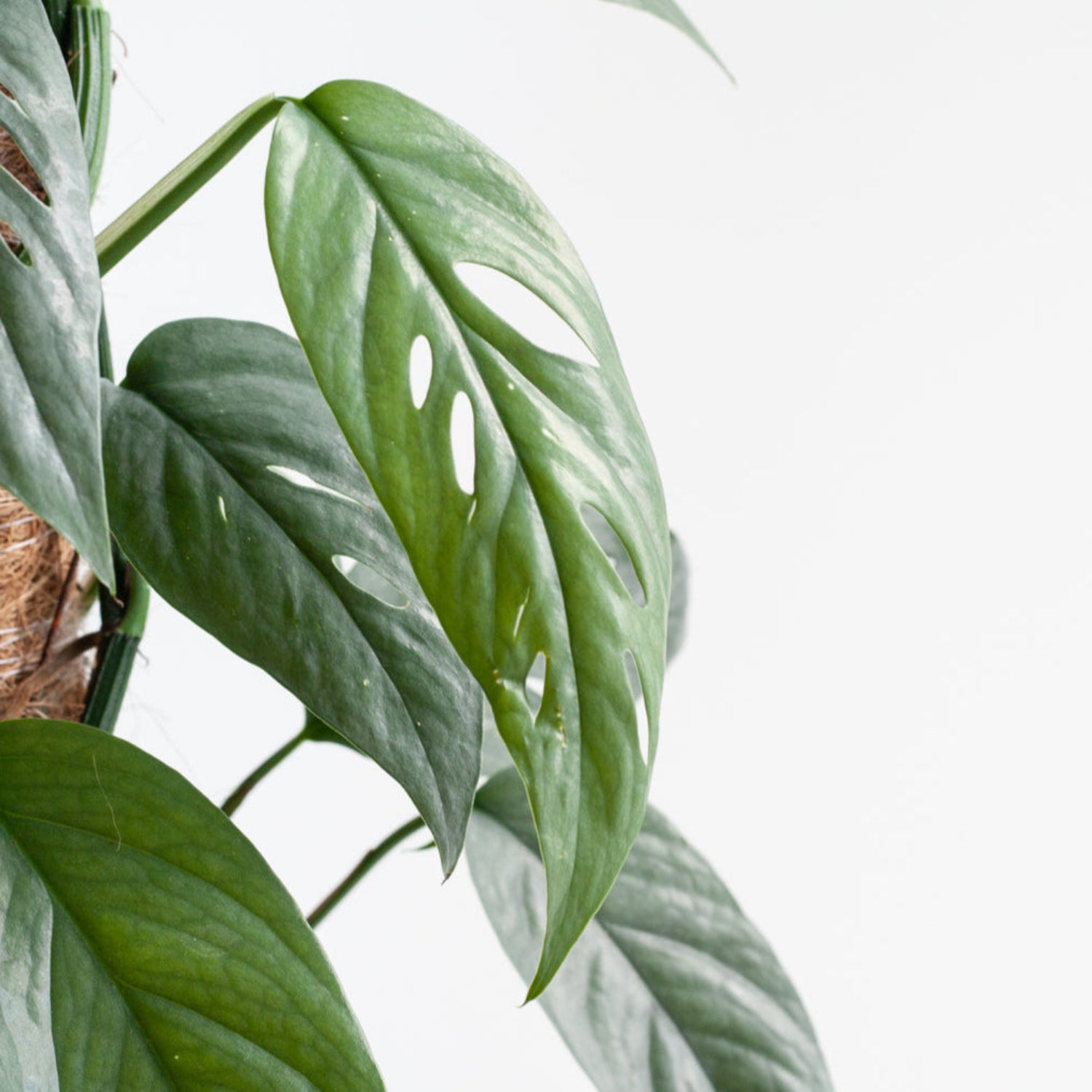Blue Pothos | Cebu Blue