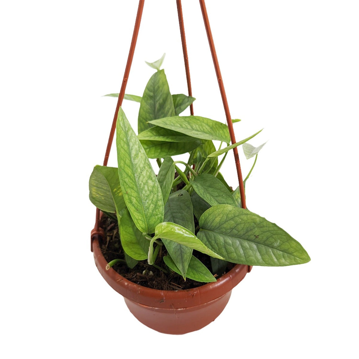 Blue Pothos | Cebu Blue