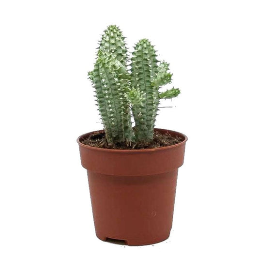Variegated Corn Cob Cactus | Albo | Hard To Find | 