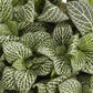 Nerve Plant | White Angel