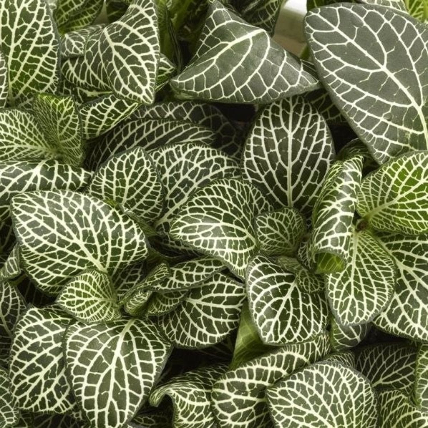 Nerve Plant | White Angel