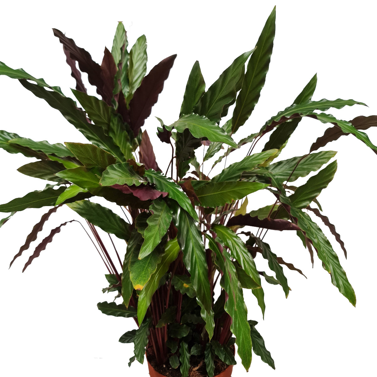 elgergrass prayer plant Fuzzy Feathers