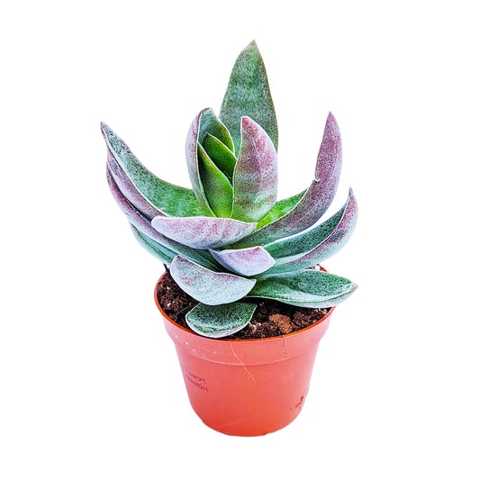 Silver Dollar Plant | Lotus | Potted Houseplants