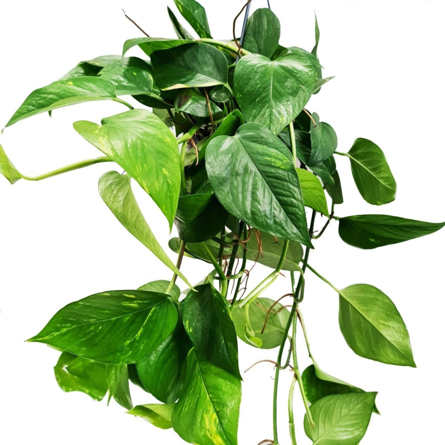 devil's ivy pothos golden 40cm Devil's Ivy
