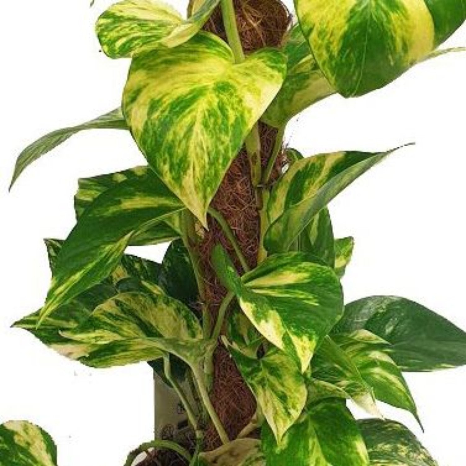 golden pothos uk Devil's Ivy