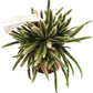 Mousetail Cactus | Horrida