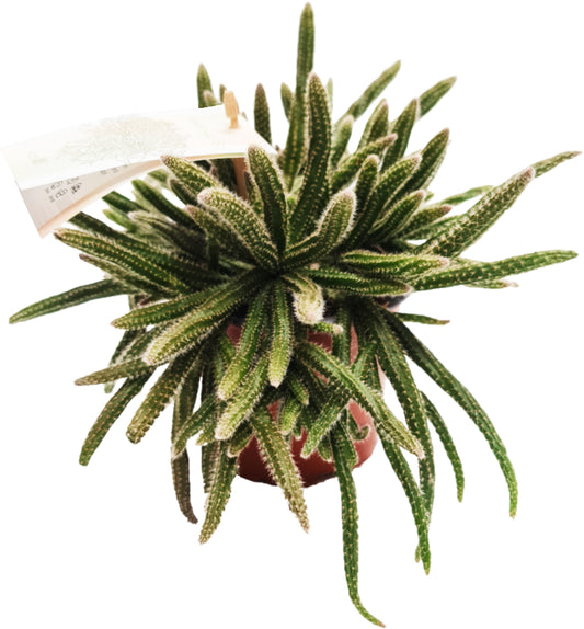 Rhipsalis Horrida