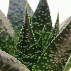 Zebra Cactus | Rafiki - Indoor Plant