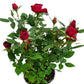 Flowering Rose | Red