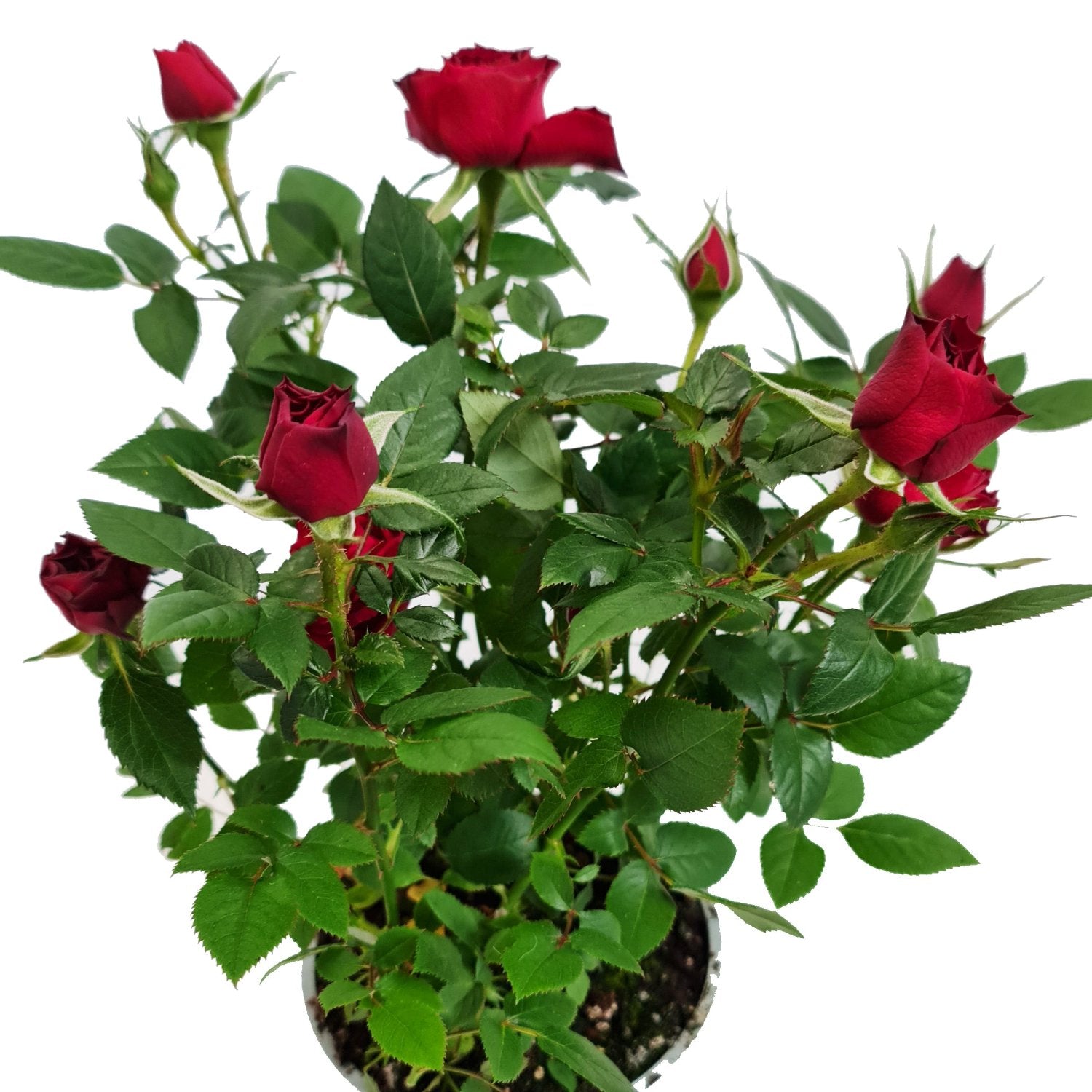 indoor red rose plant Flowering Rose