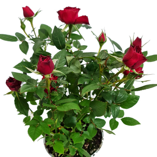 Flowering Rose | Red | Potted Houseplants