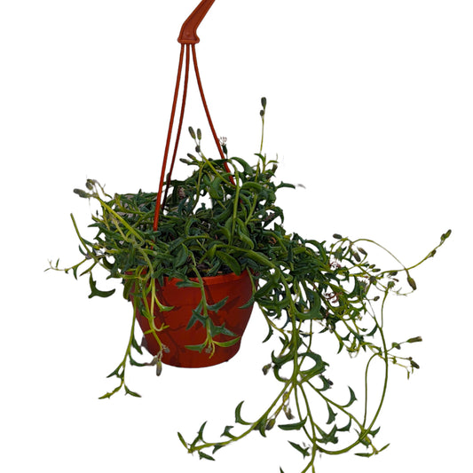 String Of Dolphins | Jumping Dolphin | Potted Houseplants