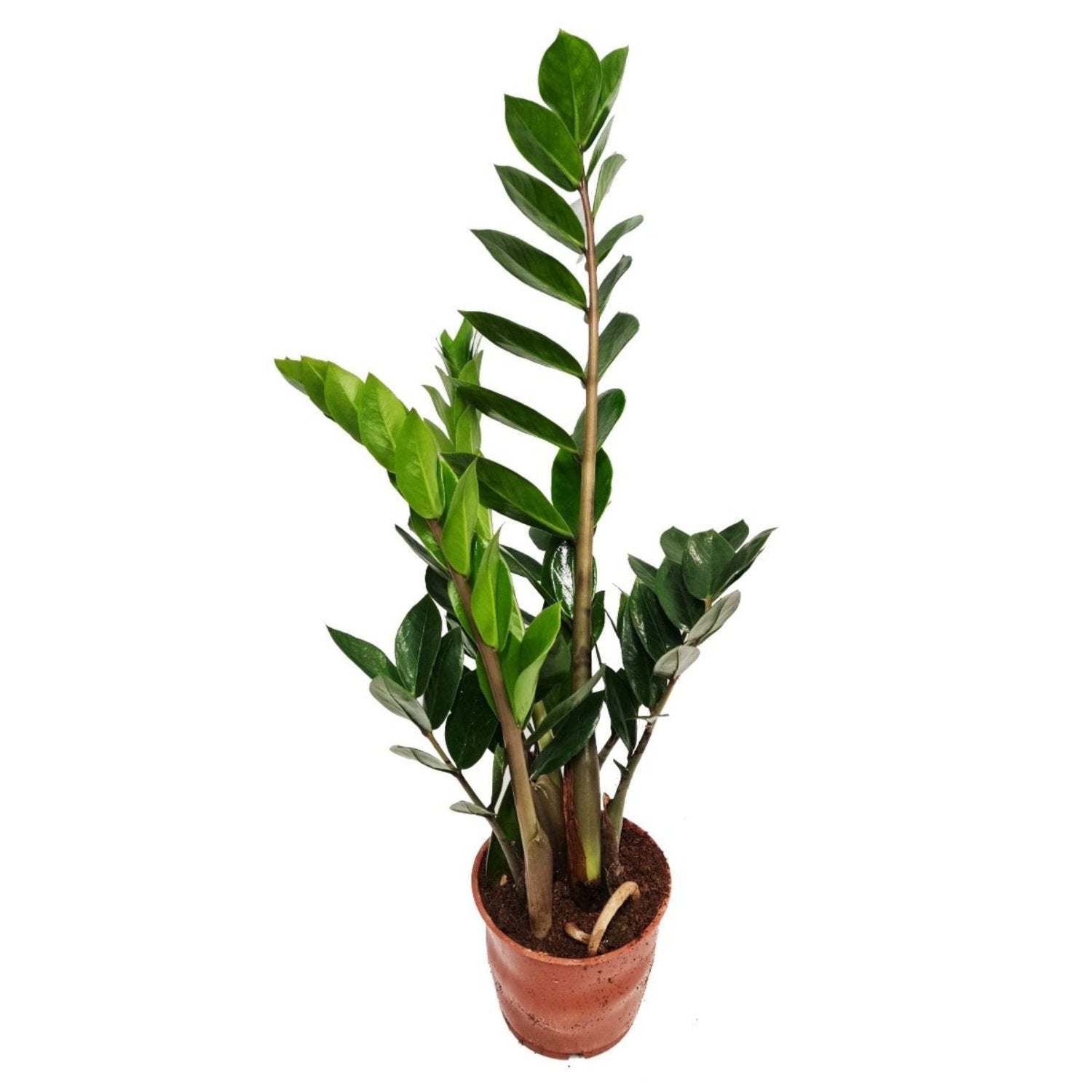 zz plant health benefits ZZ Plant
