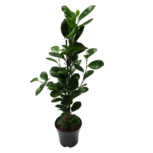 Laurel Fig | Moclame | Potted Houseplants