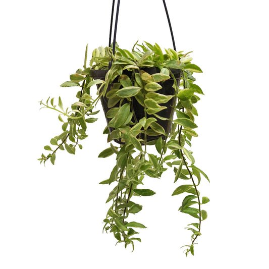 Variegated Lipstick Plant | Albo | Hard To Find | Potted Houseplants