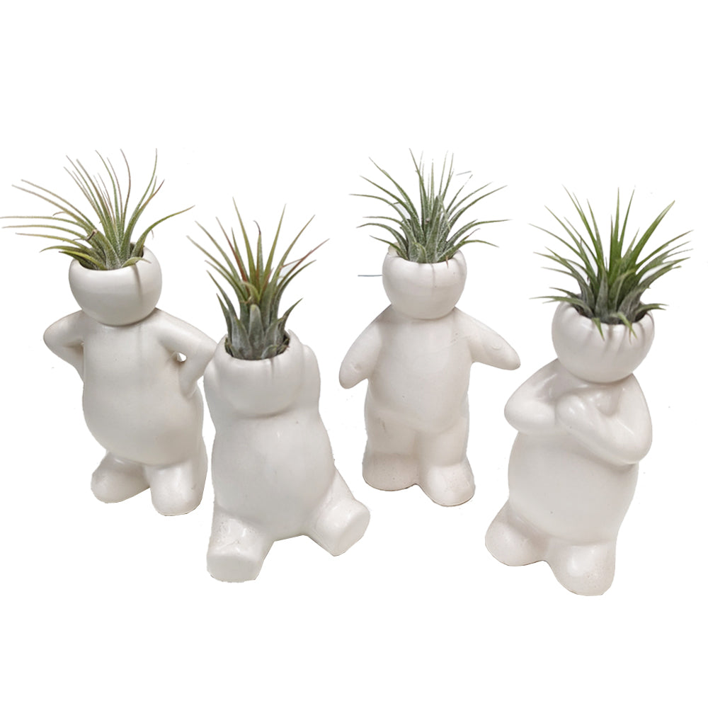 Air Plant Buddy | Tillandsia