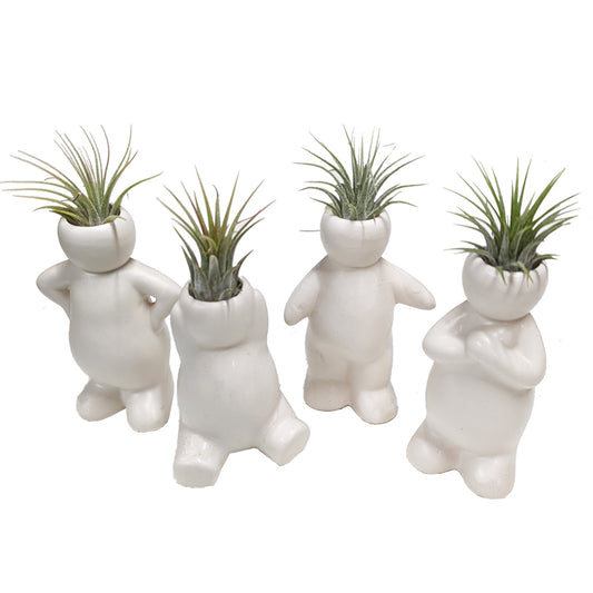 Air Plant Buddy | Tillandsia | Potted Houseplants