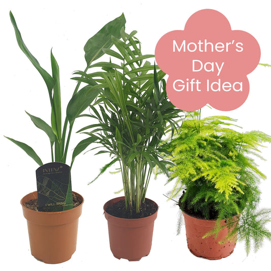 Mother Nature | Mother's Day Gift Bundle | Indoor Succulent Plants