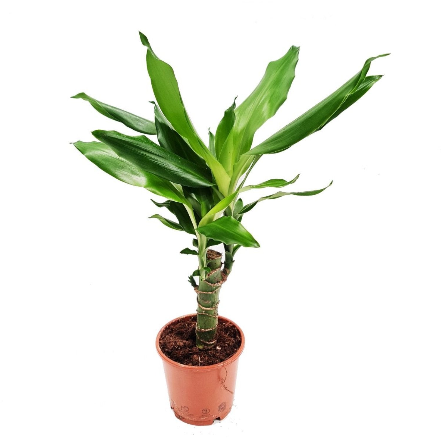 madagascar tree house plant Madagascar Dragon Tree
