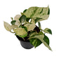 Pothos | Manjula