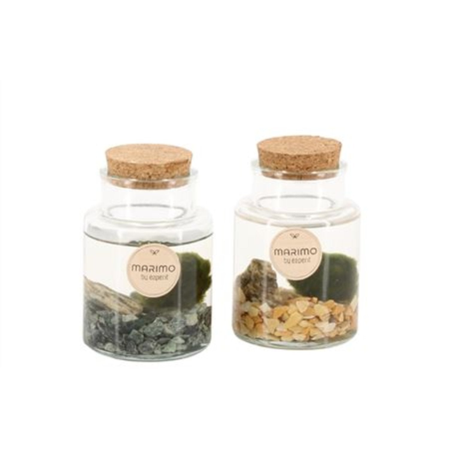 Marimo | Moss Ball | Rare Plant