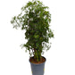 Ming Aralia