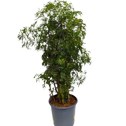 Ming Aralia