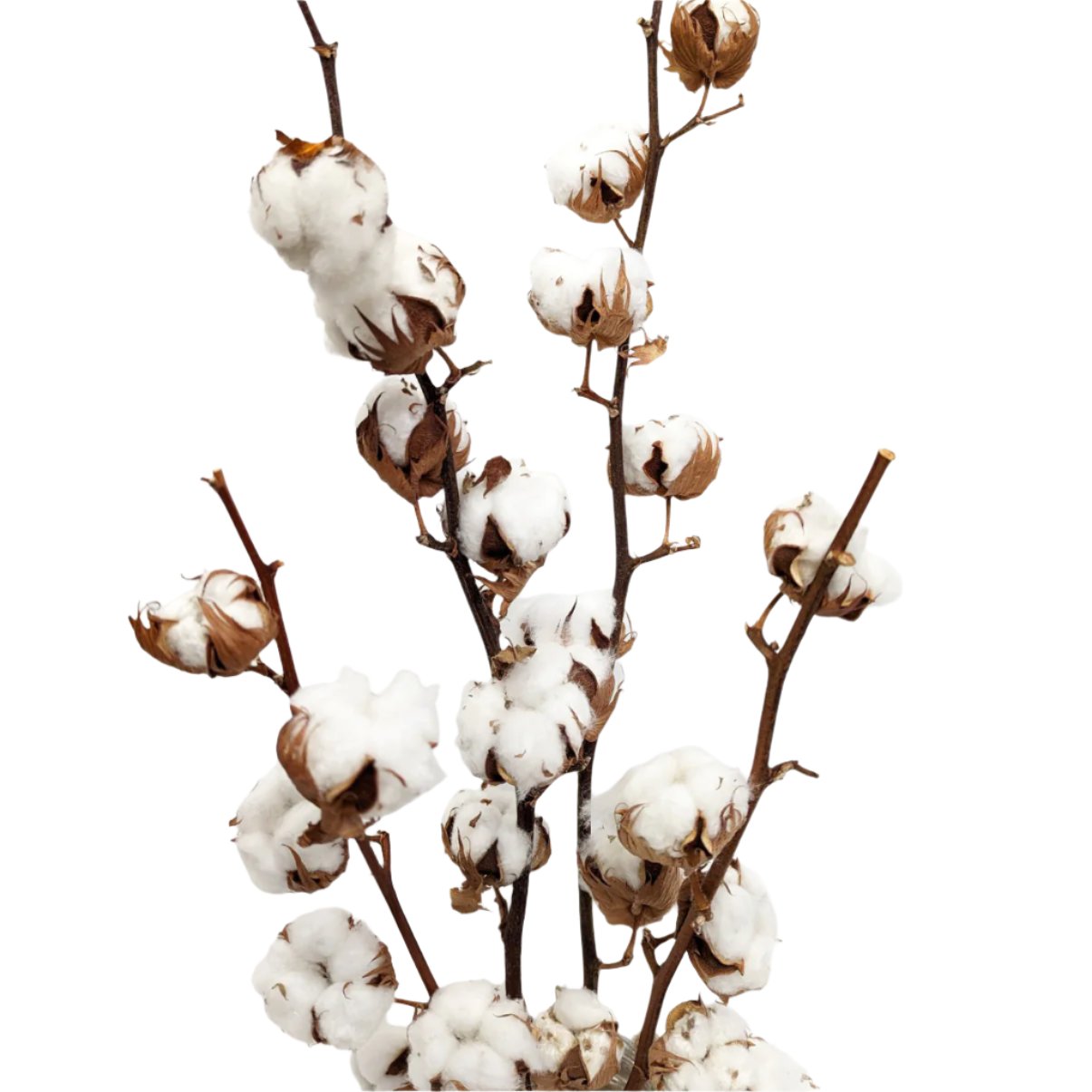 Natural Dried Cotton Bouquet