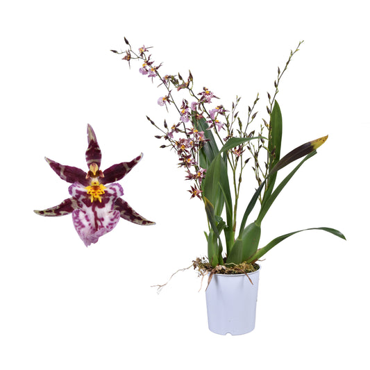 Butterfly Orchid | Titanium | Potted Houseplants
