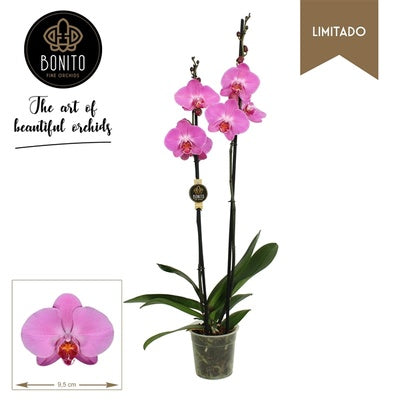 Phalaenopsis Orchid | Pink Joy