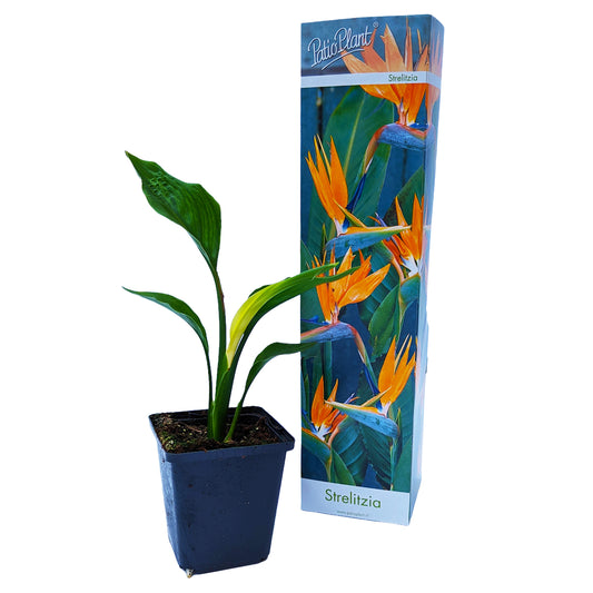 Bird Of Paradise | Exotic & Tropical Plants