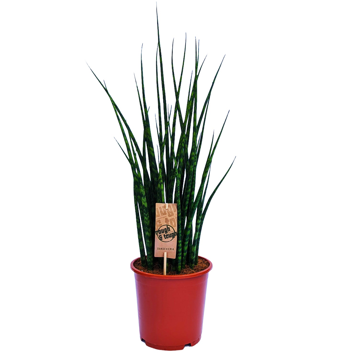 sansevieria bacularis fernwood mikado Snake Plant | Fernwood Mikado