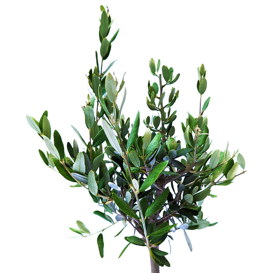 Olive Tree | Potted Houseplants